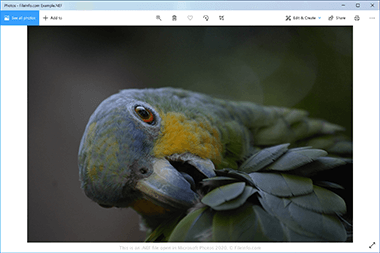 Screenshot of a .nef file in Microsoft Photos 2020